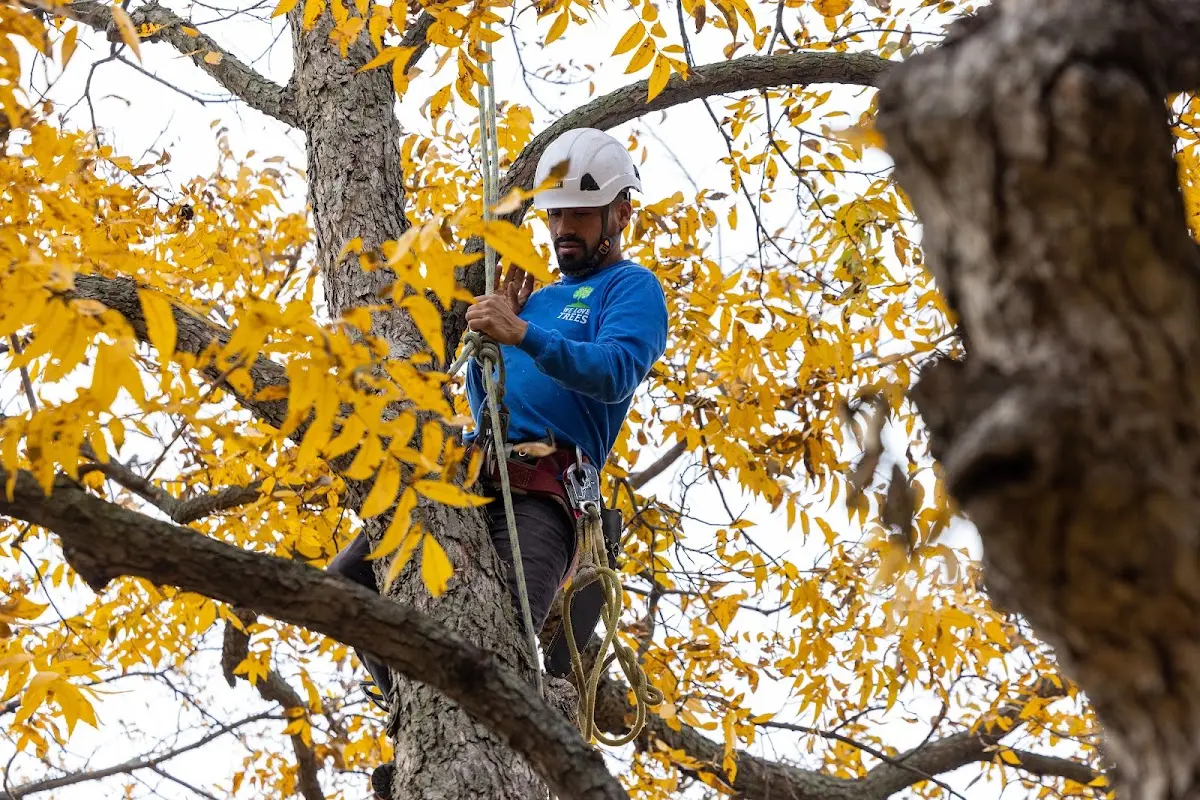 Skilled Tree Pruning crew working in Lake Orion